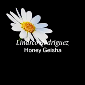 Colombia — Linarco Rodriguez Honey Geisha